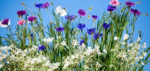 Lucis-blog-Je suis la fleur sauvage de Dieu. abus-récupération-avortement-récupération-aperçus-spirituels