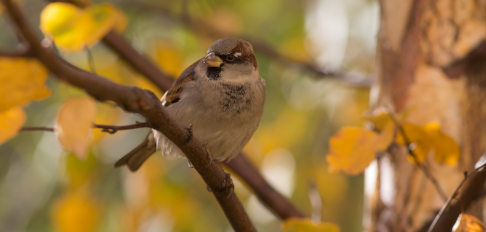 His Eye Is on the Sparrow. Toni Weisz blog. Post-abortion, abuse recovery support group
