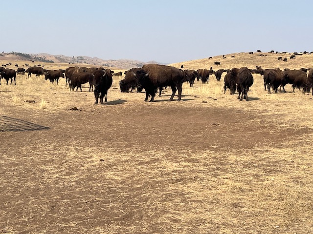 Bison at Cluster State Park, SD