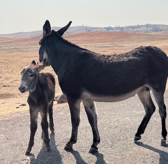 Wild Donkeys Custer State Park SD