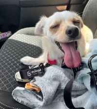 The Rescue bu Toni Weis, HAPPY BOY The Rescue bu Toni Weis, HAPPY BOY